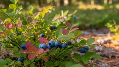 Lowbush Blueberry