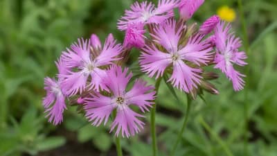 Echte koekoeksbloem