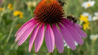 Magnus Purple Coneflower