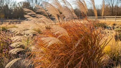 Maiden Grass