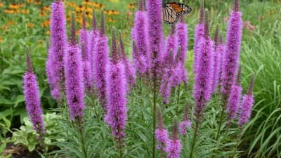 Marsh Blazing Star