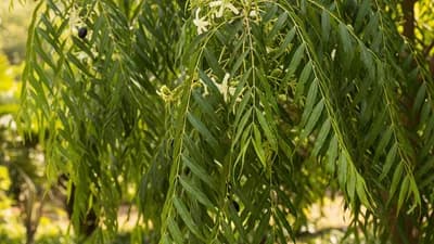 Mast Tree