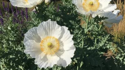 Matilija Poppy