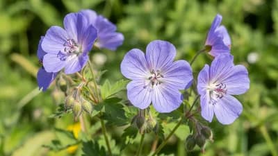 Meadow Cranesbill