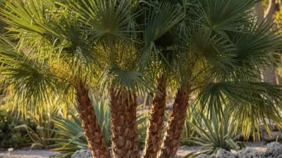 Mediterranean Fan Palm