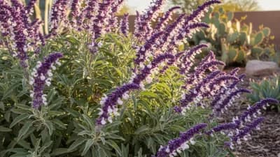 Mexican Bush Sage