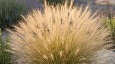 Mexican Feather Grass