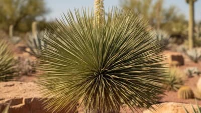 Mexican Grass Tree