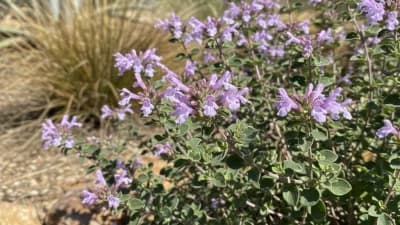 Mexican Oregano