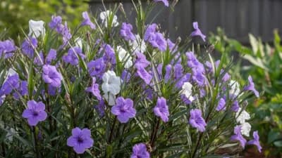 Mexican Petunia