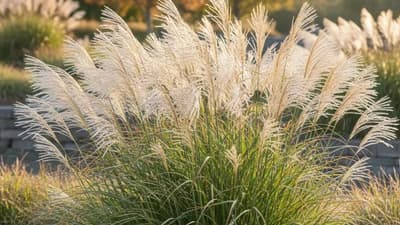 Miscanthus gracieux