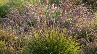 Molinia