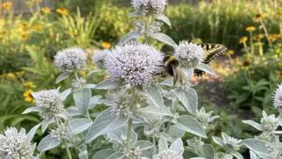 Mountain Mint