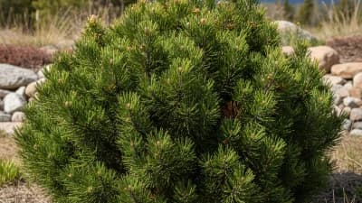Mugo Pine