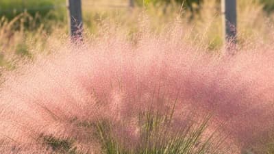 Muhly rosado