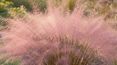 Muhlenbergia
