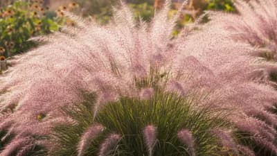 Muhly Grass
