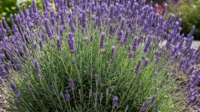 Munstead Lavender