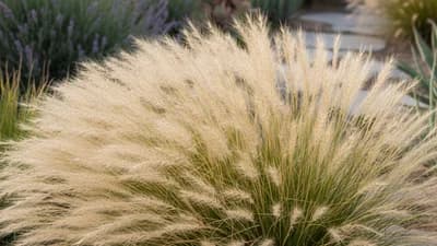 Pasto plumoso