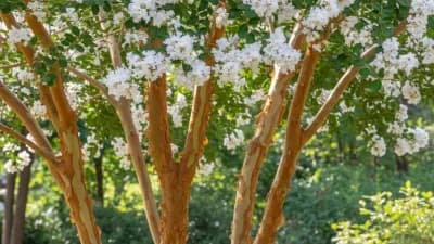 Natchez Crape Myrtle