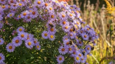 Native Aster