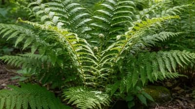 Native Ferns