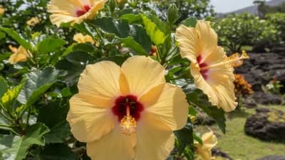 Native Hawaiian Hibiscus