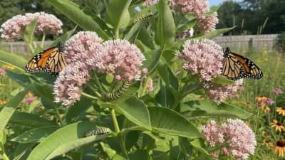 Native Milkweed