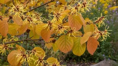 Native Shrub