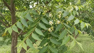 Neem