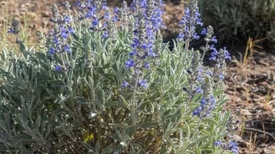 Nevada Sage