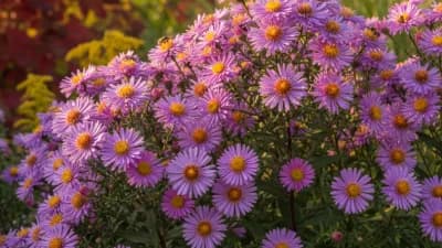 New England Aster
