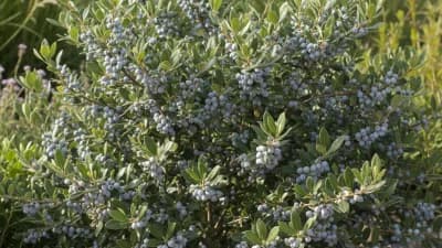 Northern Bayberry