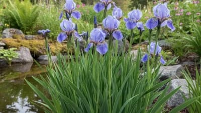 Northern Blue Flag Iris