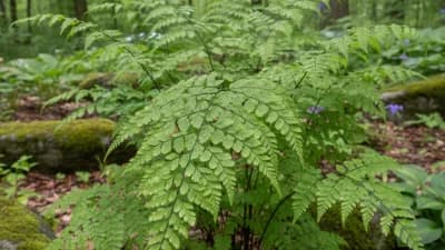 Northern Maidenhair Fern