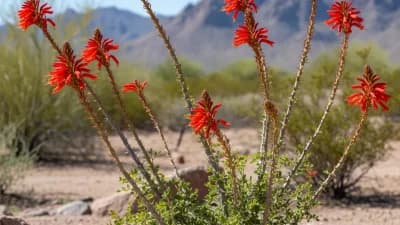 Ocotillo