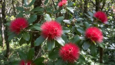 Ohia Lehua