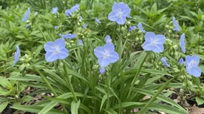 Ohio Spiderwort