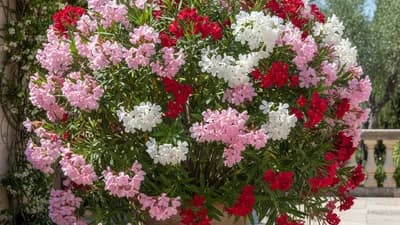 Oleander
