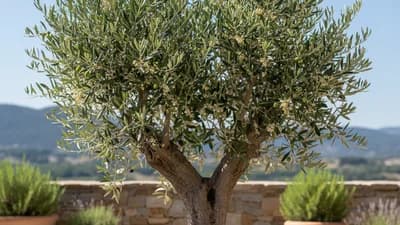 Olijfboom