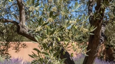 Olive Tree