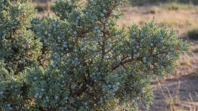 One-Seed Juniper