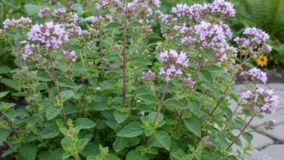 Oregano