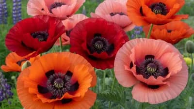 Oriental Poppy