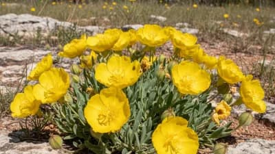 Ozark Sundrops