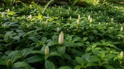 Pachysandra