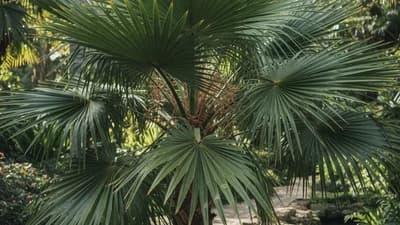 Palmeira-leque-da-china