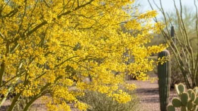 Palo Verde