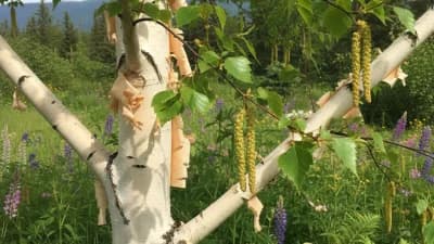 Paper Birch