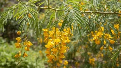Palo verde